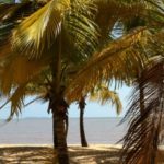 A propos de Violaine plage guyannaise